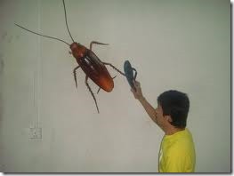 10 Ways to Survive a Flying Cockroach Flying Ipis Attack WhenInManila (8)