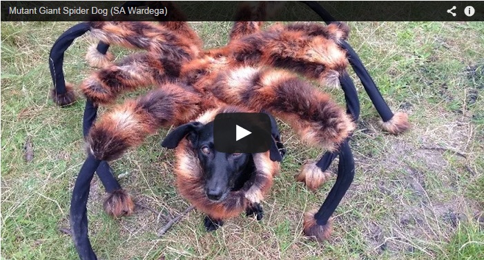 Chica the Dog Spider