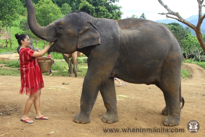 Adopt an Elephant for a Day Chiang Mai, Thailand