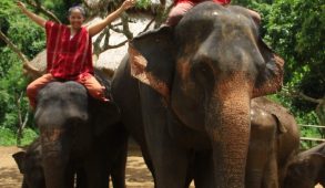 Adopt an Elephant for a Day Chiang Mai, Thailand