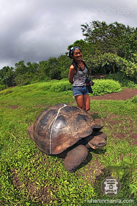 Giant Tortoise, Galapagos, Ecuador