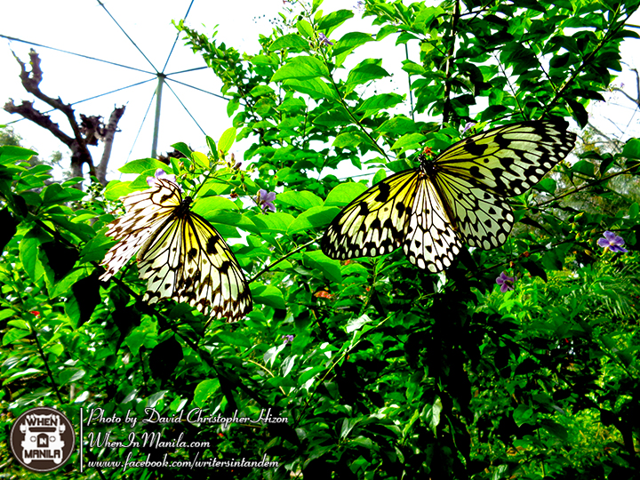 Mt. Columbato Zamboanga City Mt. Columbato Zamboanga City