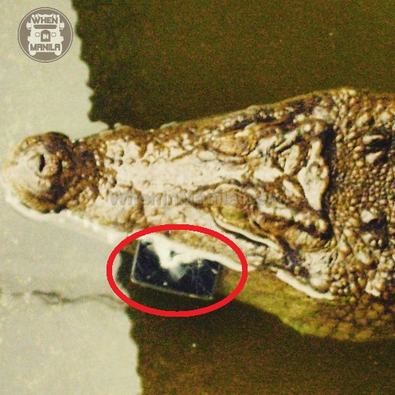 iPhone 6 Falls into Croc Pit at Palawan Crocodile Farm Alligator iphone6 WhenInManila When In Manila