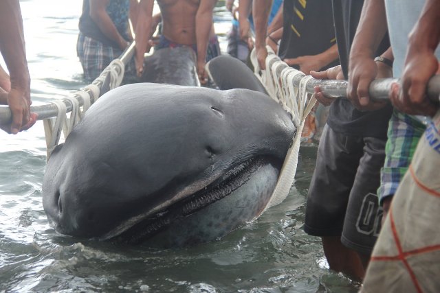 Extremely Rare Shark Washed Up Philippines