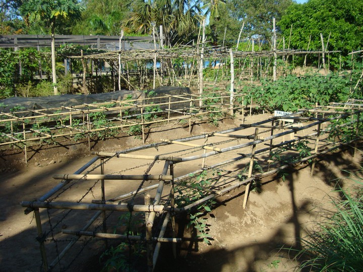 How This Group is Saving Mother Nature in Palawan 6 How This Group is Saving Mother Nature in Palawan (8)