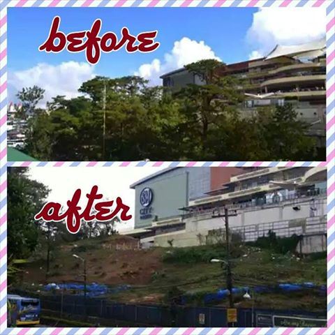 Mall cuts pine trees in baguio (1)