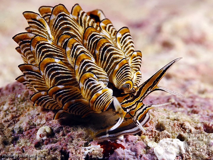 Black Sapsucking Slug