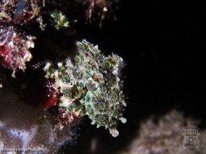Blue-ringed Octopus