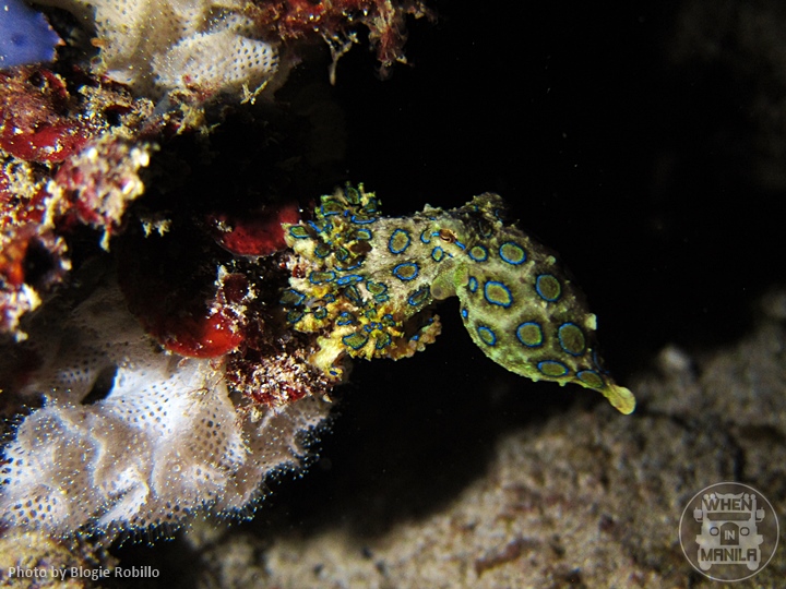 Blue-ringed Octopus
