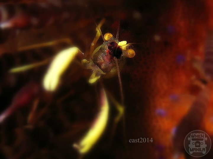 Urchin Shrimp