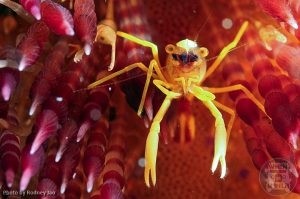 Urchin Shrimp