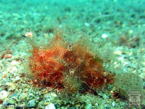 Hairy Frogfish