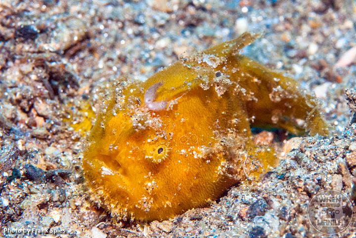 Hairy Frogfish (juvenile)