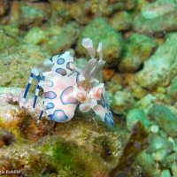 Harlequin Shrimp