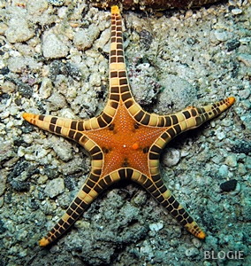 Icon Sea Star