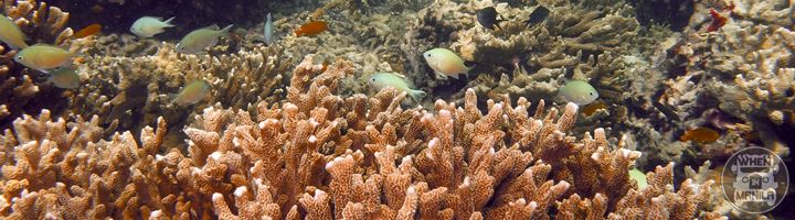 Reefscape