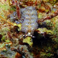 Pteraeolidia ianthina Nudibranch