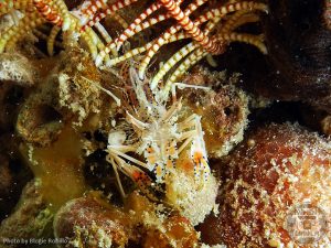 Spiny Tiger Shrimp