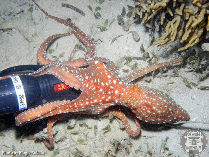 Starry Night Octopus Starry Night Octopus
