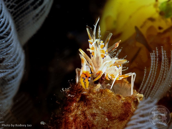 Spiny Tiger Shrimp