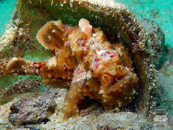 Warty Frogfish