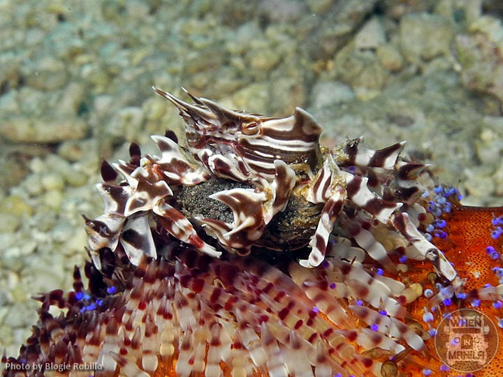 Zebra Urchin Crab