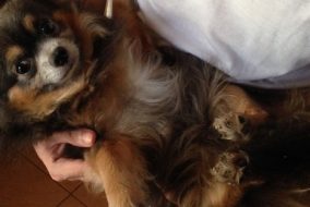 What Owning A Dog Can Mean For You