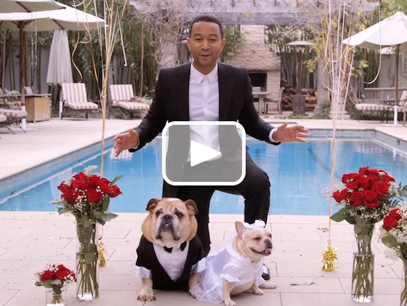 JOHN LEGEND DOG WEDDING7
