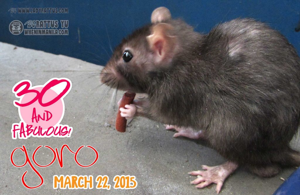 10 Surprising Reasons Why You Should Own a Pet Rat 10 Surprising Reasons Why You Should Own a Pet Rat