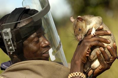 10 Surprising Reasons Why You Should Own a Pet Rat