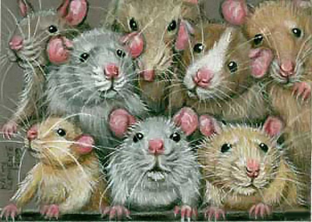 10 Surprising Reasons Why You Should Own a Pet Rat 10 Surprising Reasons Why You Should Own a Pet Rat