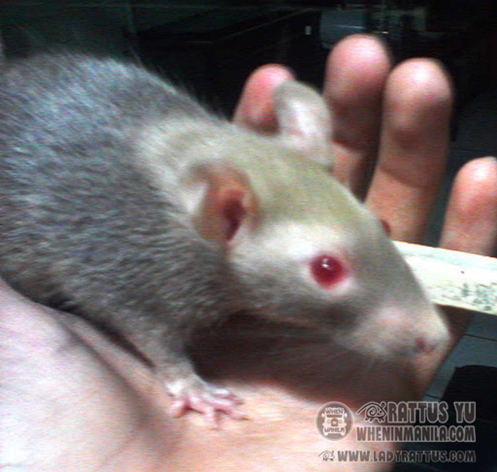 10 Surprising Reasons Why You Should Own a Pet Rat
