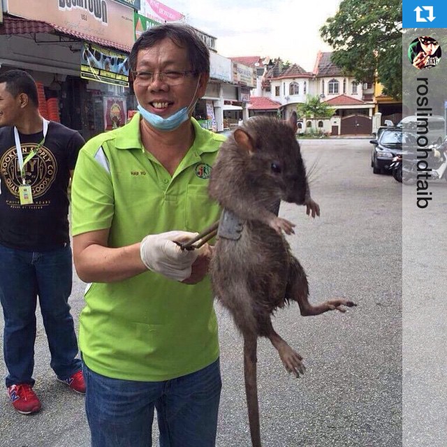 VIRAL: Photo of Giant Rat Making Rounds Online  When In 