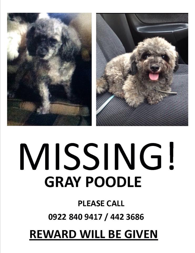 Missing Gray Poodle