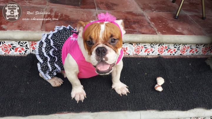 Paws_N_Fins_Your_one_stop_shop_for_all_your_pet_needs02