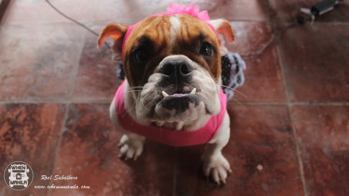 Paws_N_Fins_Your_one_stop_shop_for_all_your_pet_needs11