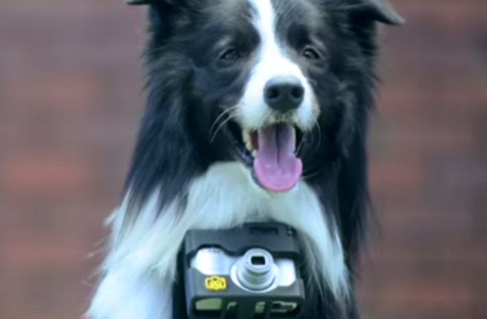 camera allows dogs to be photographers
