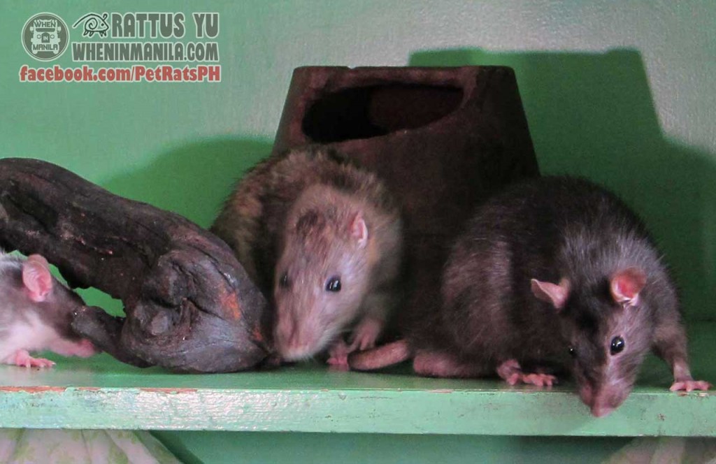 matanglawin - wild rats as pets (1)
