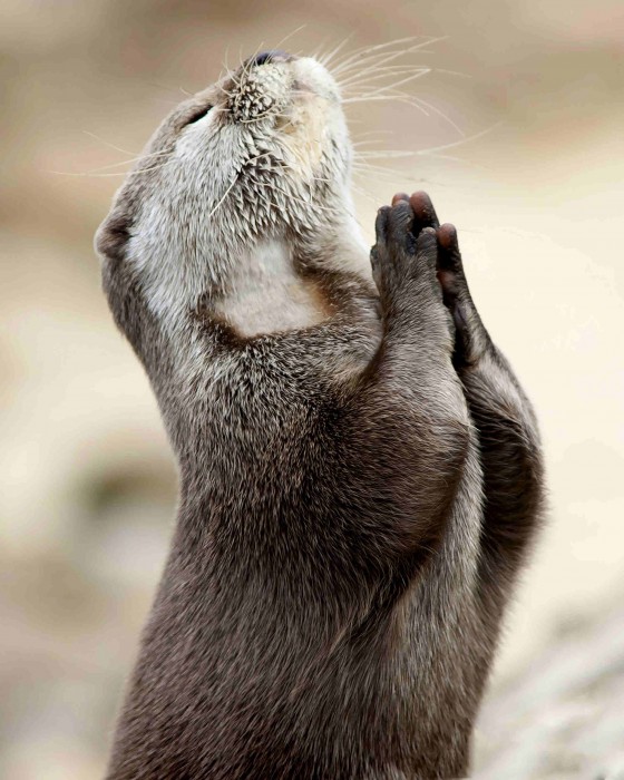 praying-otter