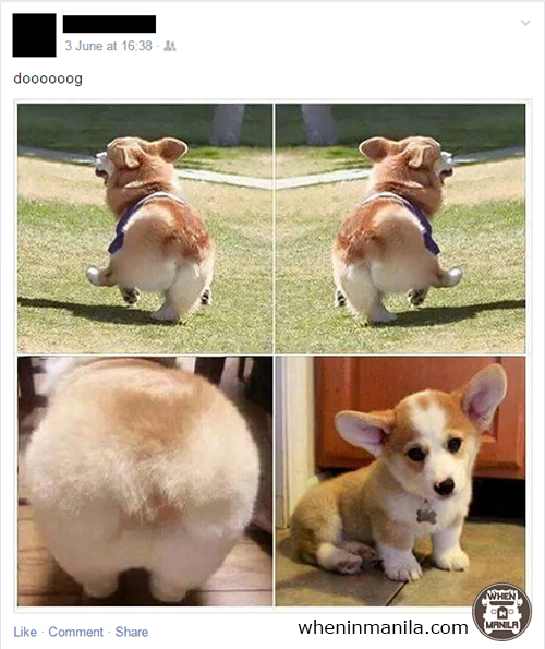 The Anatomy of Your Facebook News Feed dog cat