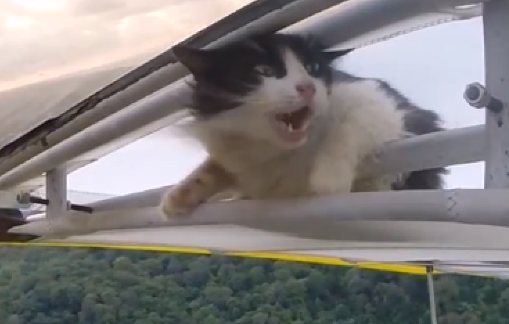 remove-cat-before-flight1