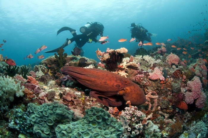 Anilao, Batangas diving