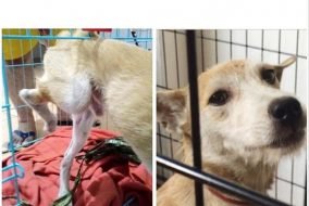 Help Pule, dog that needs amputation from hit-and-run injury