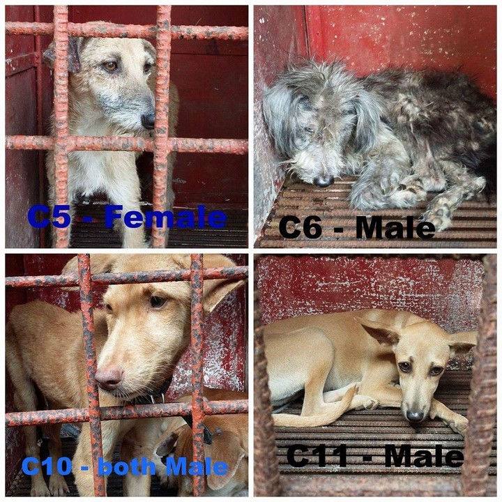 Adopt These Dogs... or They Will Be Put to Sleep 2