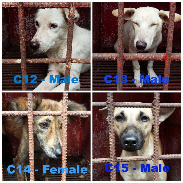Adopt These Dogs... or They Will Be Put to Sleep 3
