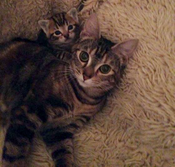 Meet the Cats With Their Mini-Me's 11