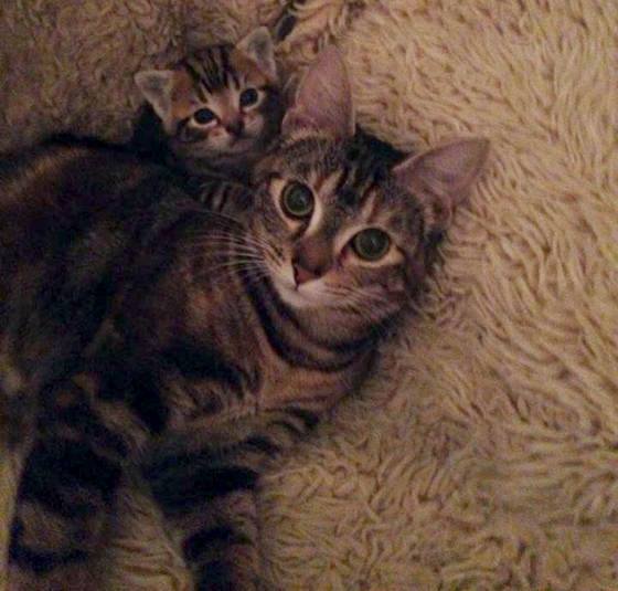 Meet the Cats With Their Mini-Me's! 2 Meet the Cats With Their Mini-Me's 11