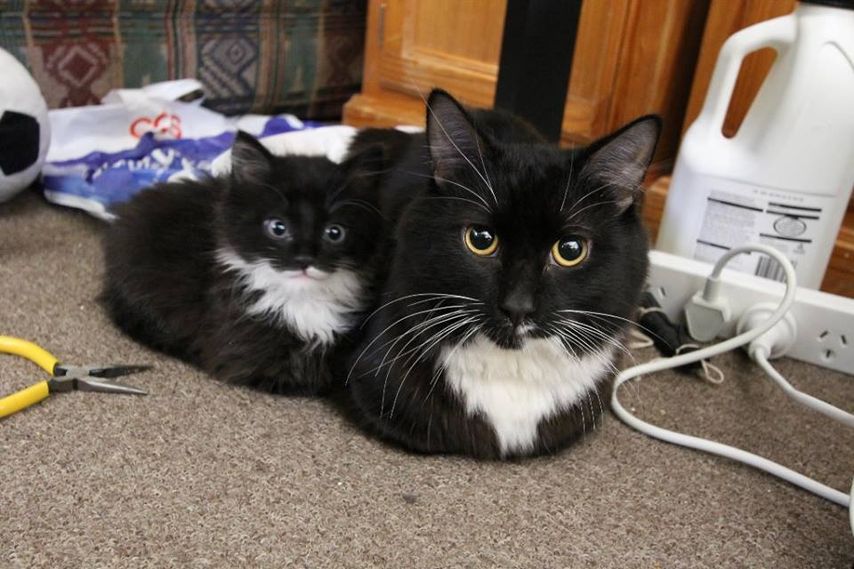 Meet the Cats With Their Mini-Me's 2