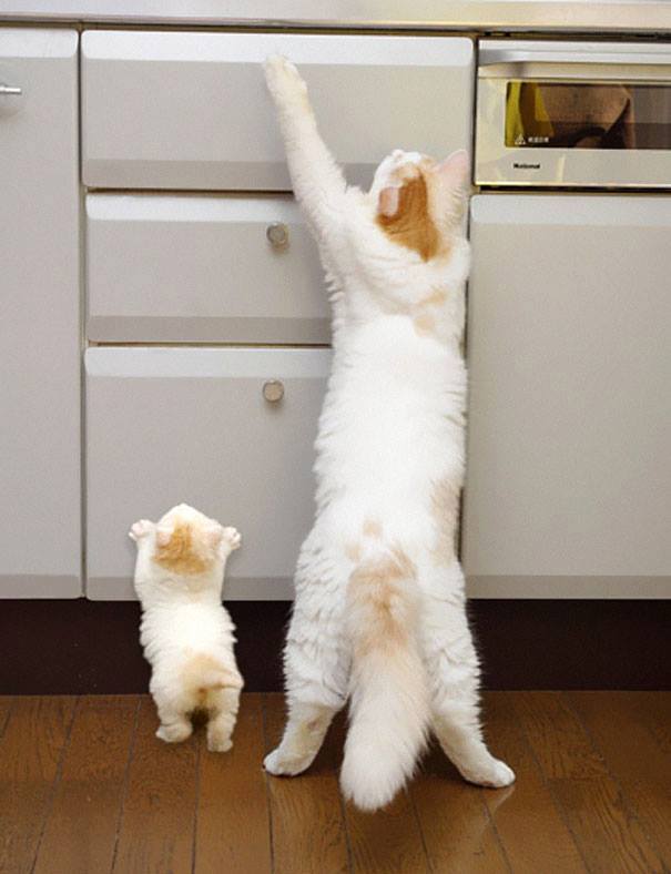 Meet the Cats With Their Mini-Me's! 8 Meet the Cats With Their Mini-Me's 5