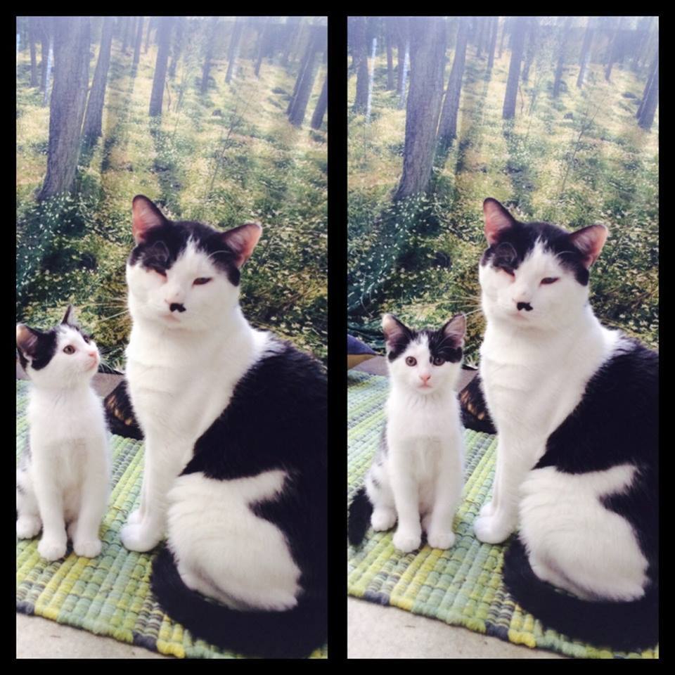 Meet the Cats With Their Mini-Me's! 5 Meet the Cats With Their Mini-Me's 8